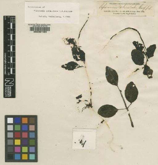 Peperomia reticulata Balf.f. - BM000611689