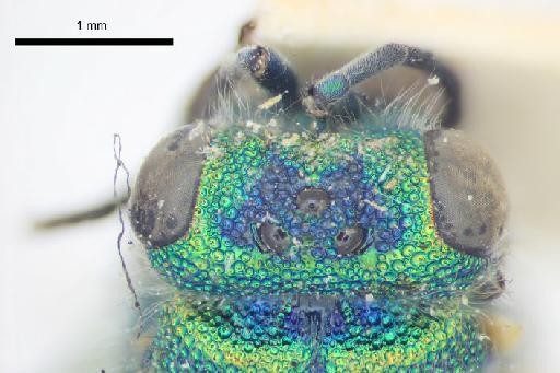 Chrysis tibetana Mocsary, A., 1914 - Chrysis_tibetana-BMNH(E)#970885_type-vertex_dorsal-4X