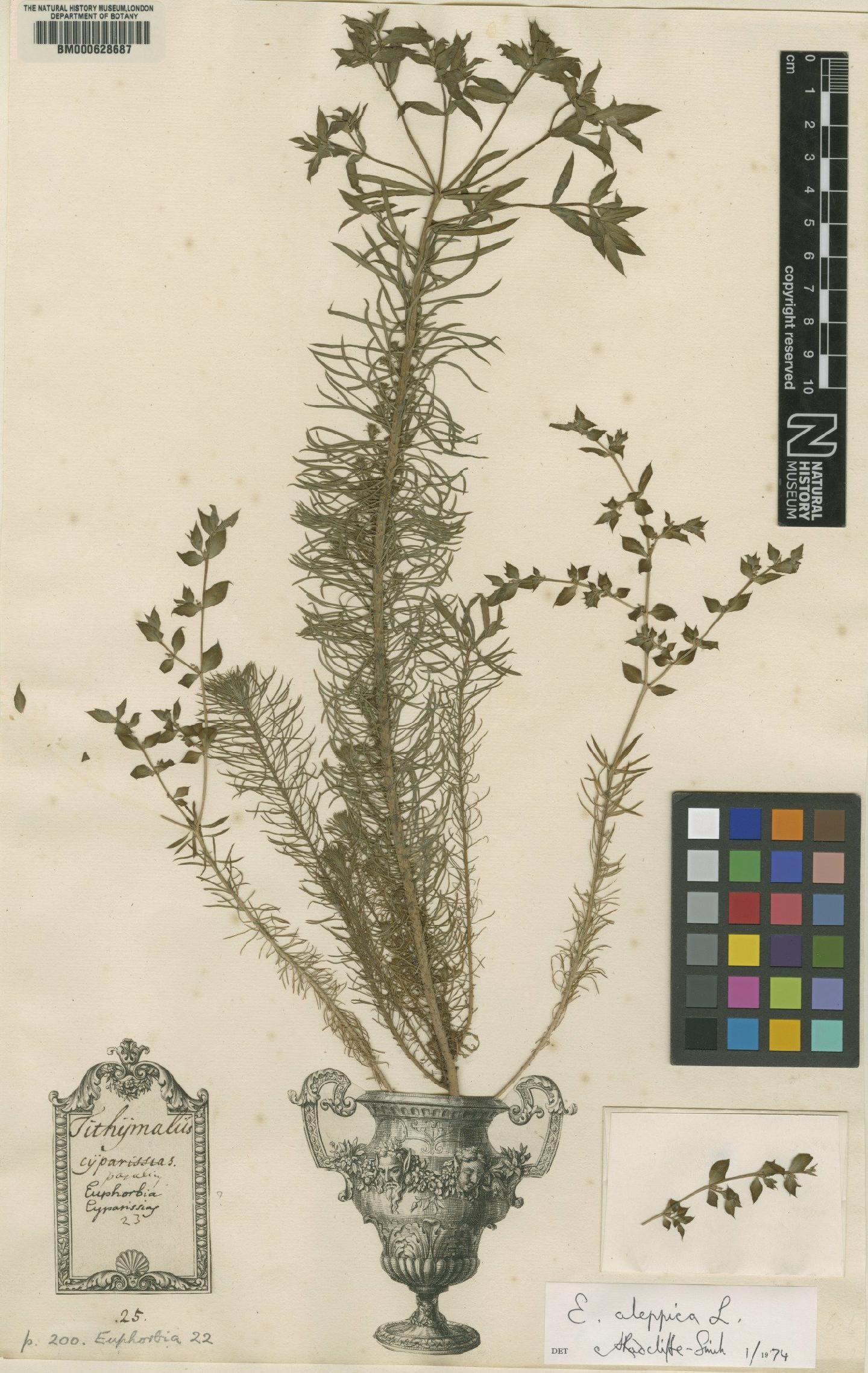 To NHMUK collection (Euphorbia paralias L.; Original material; NHMUK:ecatalogue:4699597)