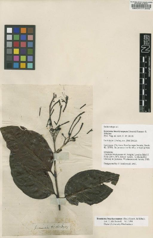 Exostema brachycarpum (Sw.) Roem. & Schult. - BM000028121