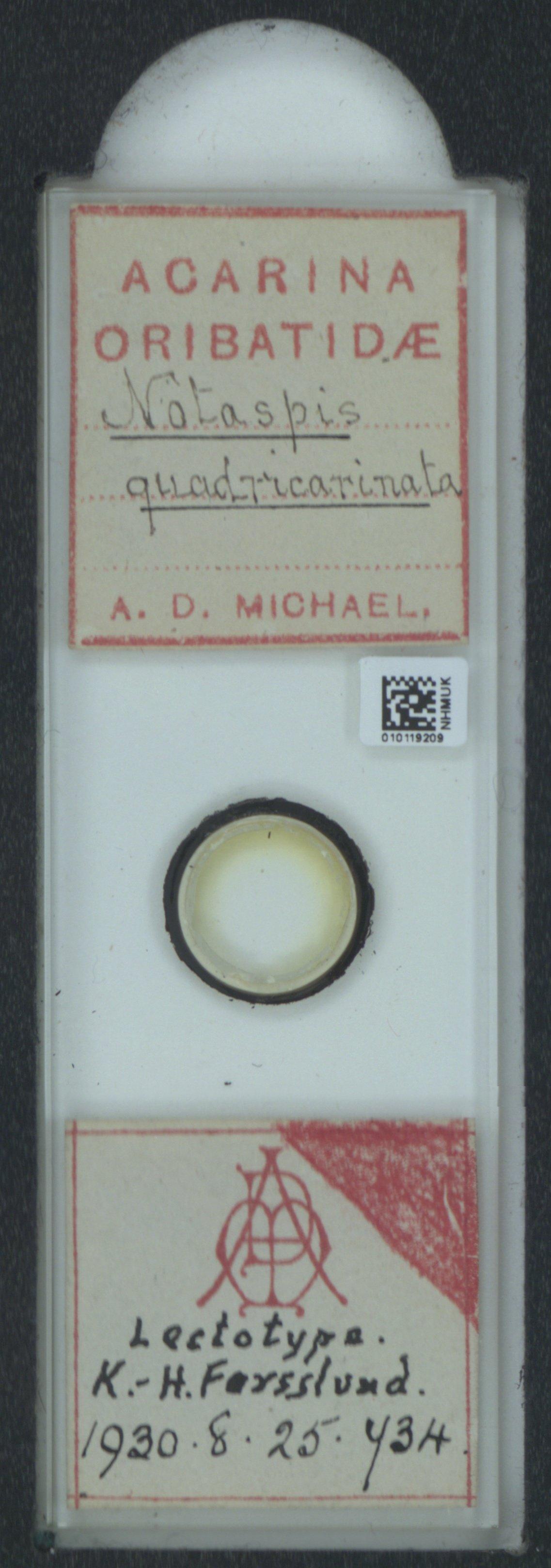 To NHMUK collection (Notaspis quadricarinata A.D. Michael, 1885; NHMUK:ecatalogue:6543426)