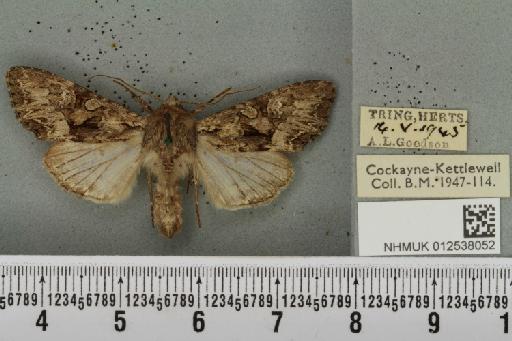 Mniotype adusta (Esper, 1790) - NHMUK_012538052_647207