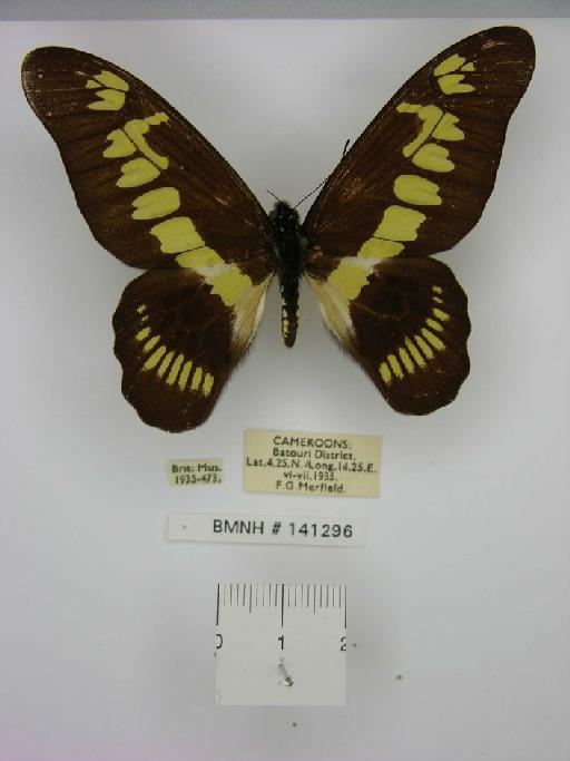 Graphium (Arisbe) latreillianus theorini (Aurivillius, 1881) - Graphium latreillianus theorini Male Dorsal scale and data