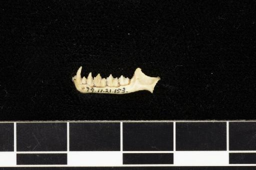 Rhinolophus ferrumequinum regulus Andersen,  1905 - 1879_11_21_153-Rhinolophus_ferrumequinum_regulus-Holotype-Skull-mandible-lateral