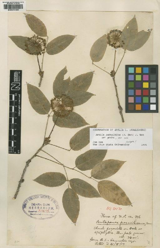 Aralia parasitica var. glabra Wen - BM000797696