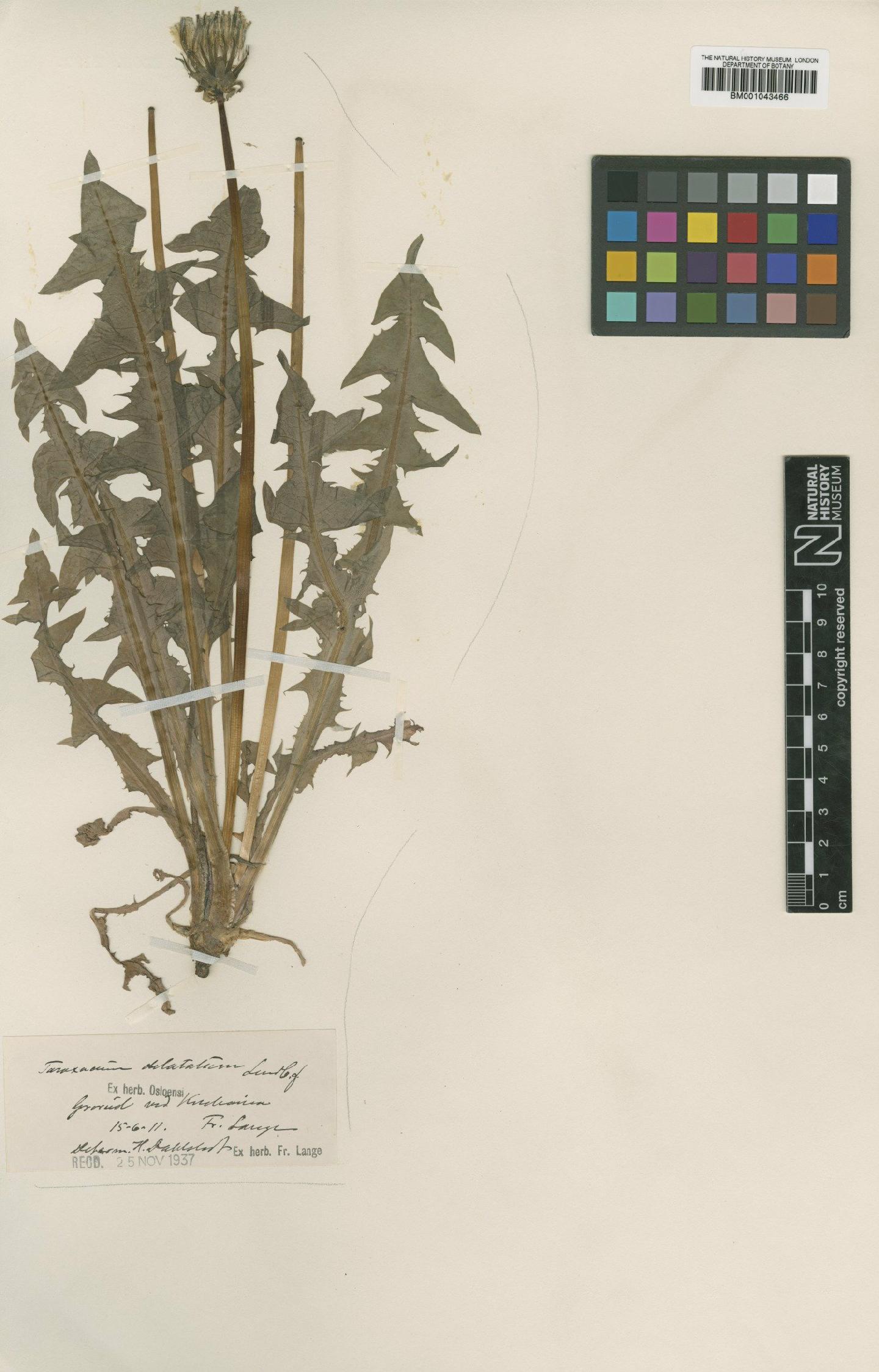 To NHMUK collection (Taraxacum dilatatum Lindb; Type; NHMUK:ecatalogue:1998342)