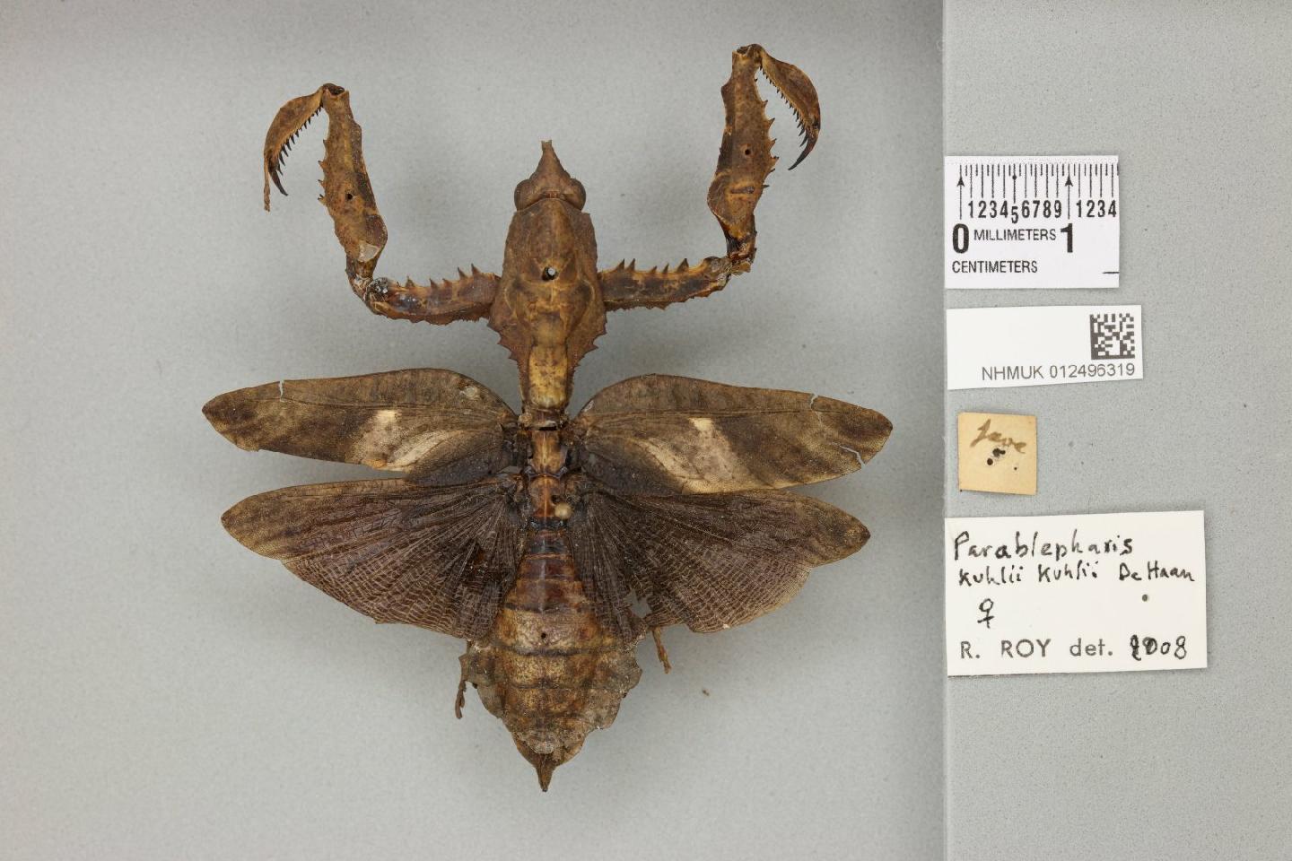 Parablepharis kuhlii thumbnail