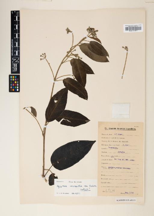 Ipomoea kinabaluensis J.R.I.Wood & Scotland - 001014511