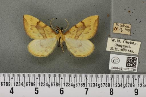 Gandaritis pyraliata ab. mediofasciata Lempke, 1949 - BMNHE_1761720_345345