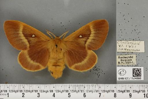 Lasiocampa quercus callunae ab. brunnea-virgata Tutt, 1902 - BMNHE_1524860_193517
