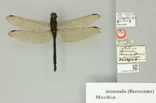 Orthetrum stemmale (Burmeister, 1839) - 011248561_dorsal