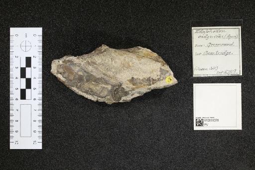 Edaphodon sedgwicki infraphylum Gnathostomata Agassiz, 1843 - 010039678_L010040985