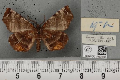 Selenia dentaria ab. fulvopustulata Smith, 1949 - BMNHE_1882036_a_447771