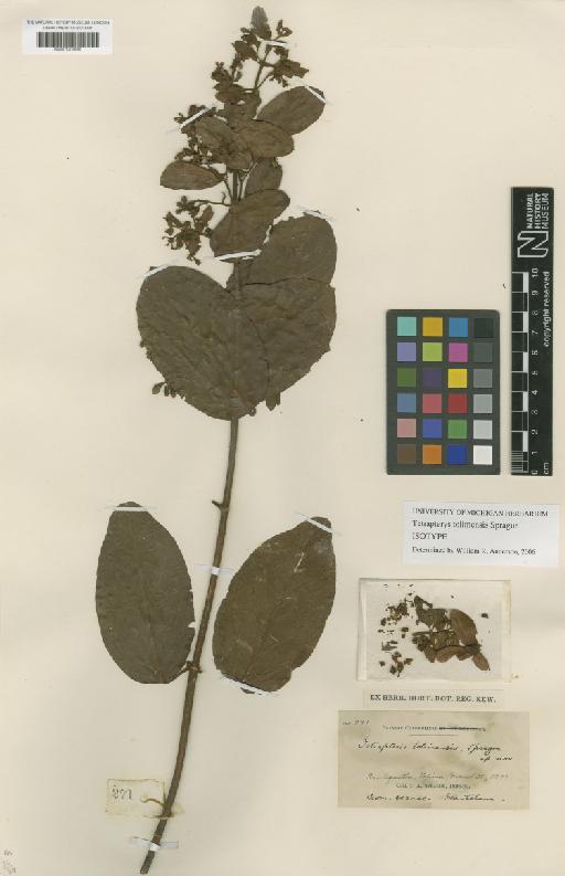 Tetrapterys tolimensis Sprague - BM001209690