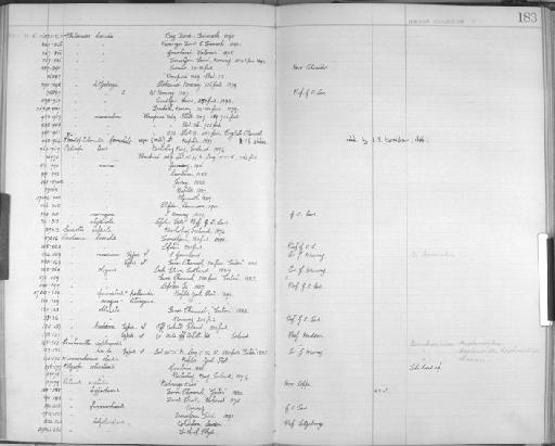 Conchoecilla lacerta Brady & Norman, 1896 - Zoology Accessions Register: Crustacea - Norman Collection: 1911: page 183