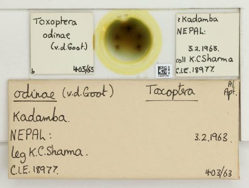 Toxoptera odinae van der Goot, 1917 - 014867351_112482_1096458_157855_NoStatus