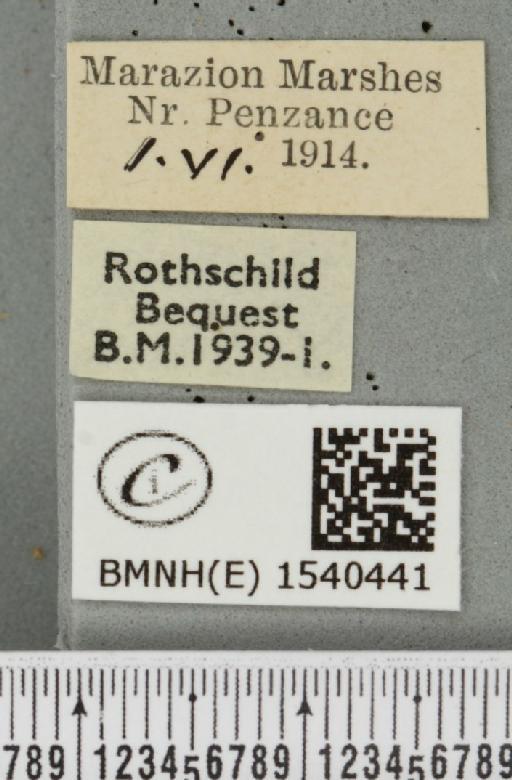 Cilix glaucata (Scopoli, 1763) - BMNHE_1540441_label_234387