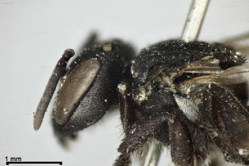 Scaptotrigona tubiba (Smith, F., 1863) - Trigona_tubiba-BMNH(E)970285-mesoscutum-3,2x