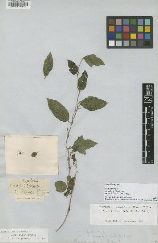 Passiflora pallida L. - BM000563877