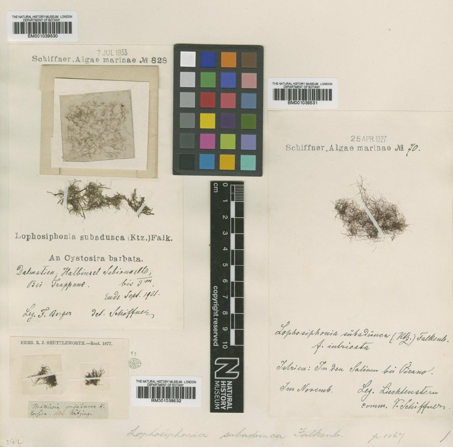 To NHMUK collection (Lophosiphonia subadunca (Kütz.) Falkenb.; NHMUK:ecatalogue:722787)