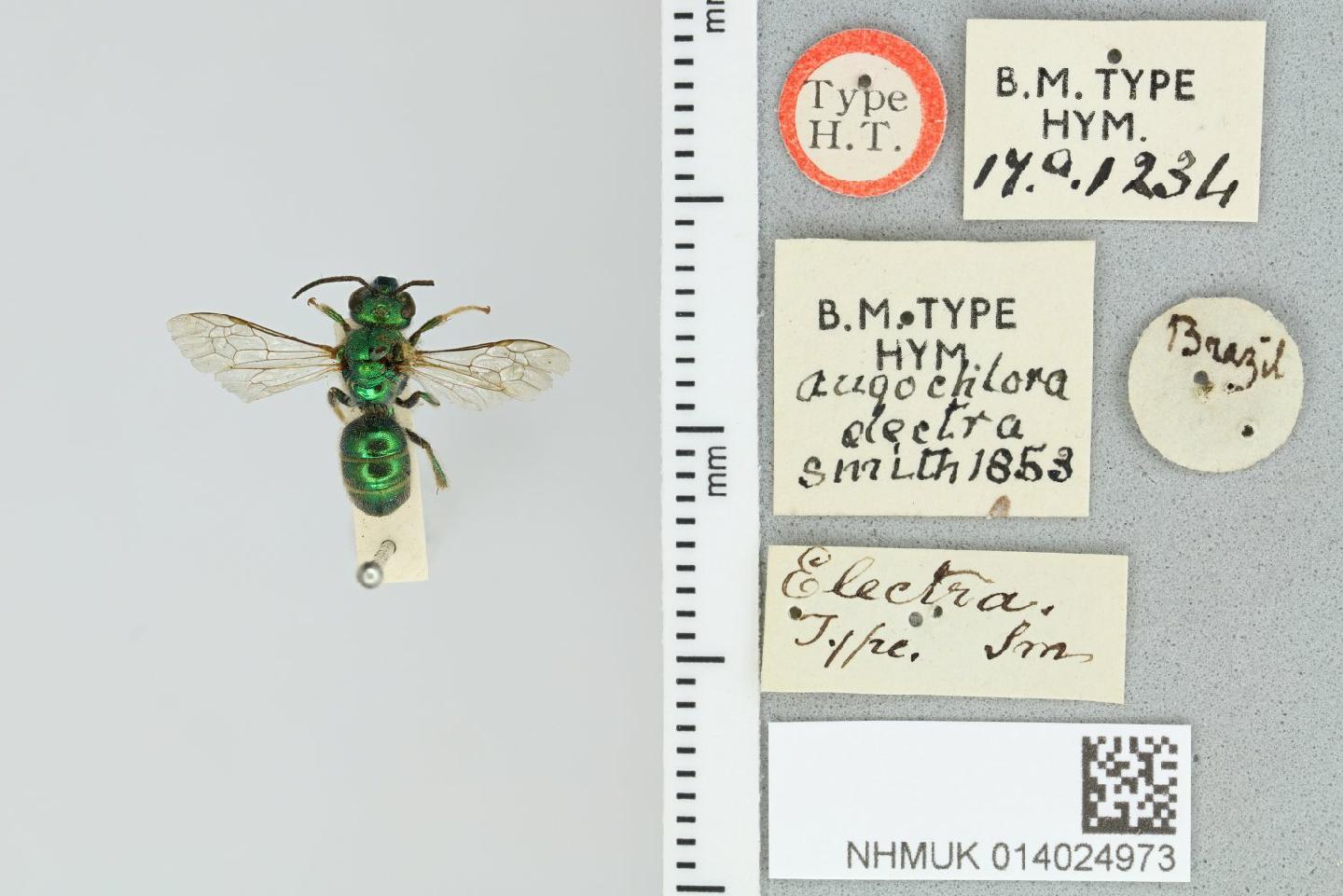 Augochloropsis electra