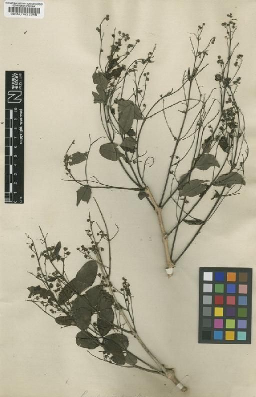 Lagerstroemia parviflora Roxb. - BM000521782