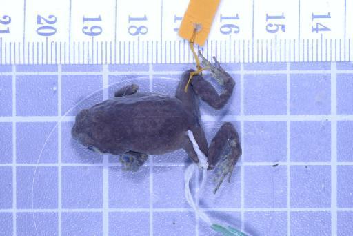 Callulops humicola compta (Zweifel, 1972) - Image of specimen 1961.853