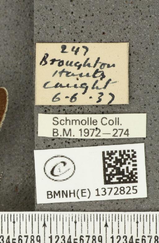Aricia agestis (Denis & Schiffermüller, 1775) - BMNHE_1372825_label_177859