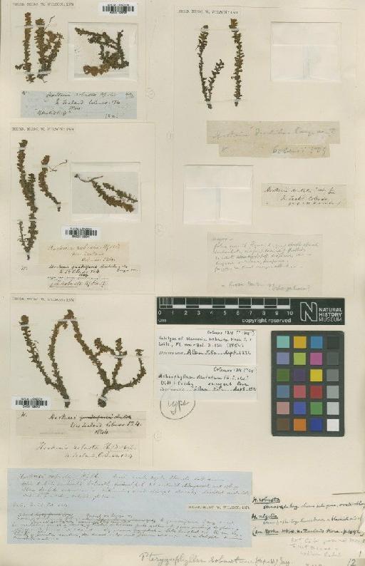 Pterygophyllum dentatum (Hook.f. & Wilson) Dixon - BM001109243_a