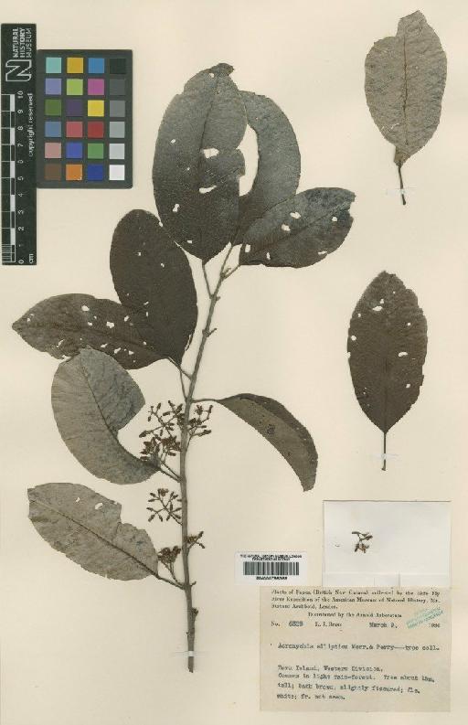 Acronychia pedunculata (L.) Miq. - BM000798368