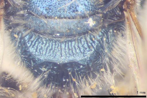 Augochlora chryseis Smith, F., 1879 - Augochlora_chryseis-NHMUK010265367-type-female-propodeum-dorsal-6_3x