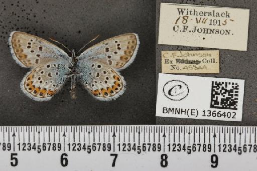 Plebejus argus masseyi Tutt, 1909 - BMNHE_1366402_164787