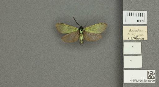 Adscita (Adscita) statices statices (Linnaeus, 1758) - 015046099_775459_1082517