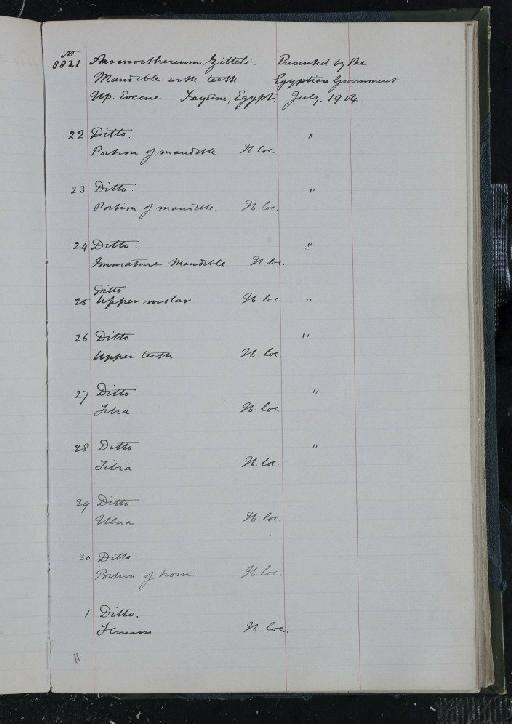 Arsinoitherium zitteli Beadnell, 1902 - NHM-UK_P_DF118_03_31_0435