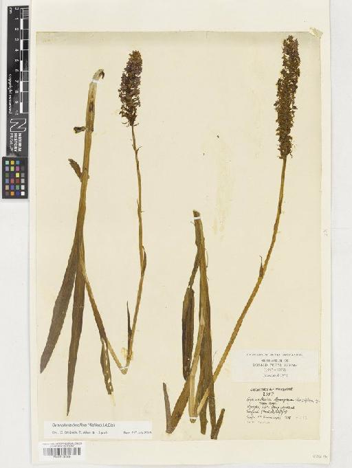 Gymnadenia densiflora (Wahlenb.) A.Dietr. - BM001130309