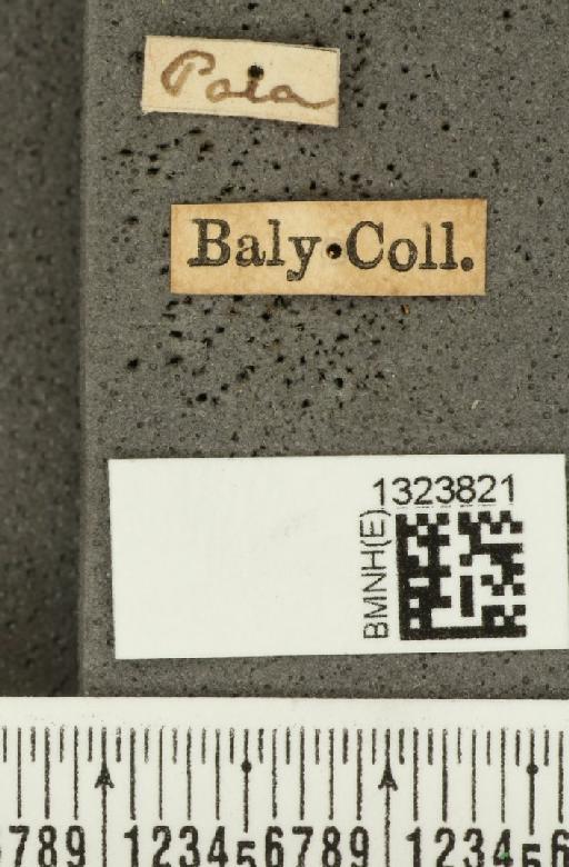 Acalymma bivittulum amazonum Bechyné, 1958 - BMNHE_1323821_label_20468