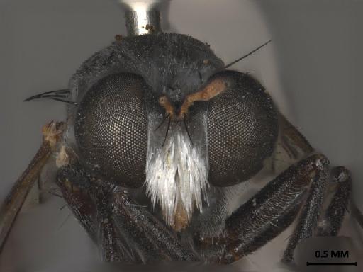 Anypodetus arachnoides Oldroyd, 1974 - 013445830_anterior_head