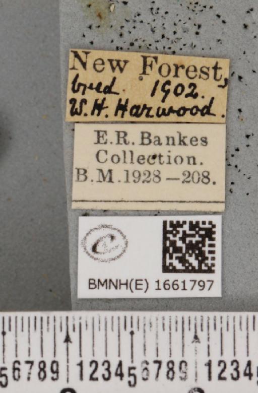 Atolmis rubricollis (Linnaeus, 1758) - BMNHE_1661797_label_258501