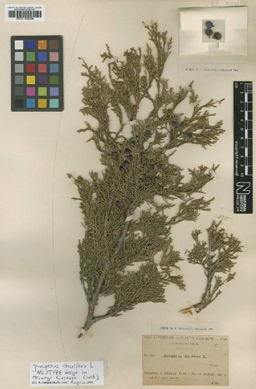 Juniperus thurifera L. - BM001066256