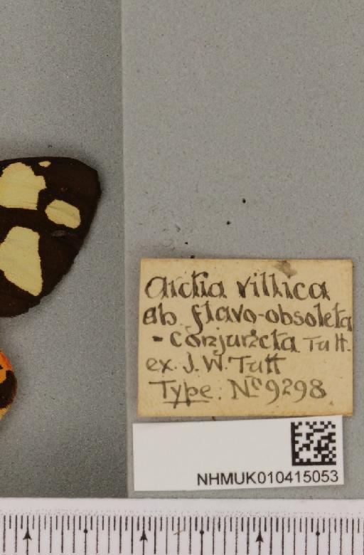 Arctia villica britannica Oberthür, 1911 - NHMUK_010415053_label_520062