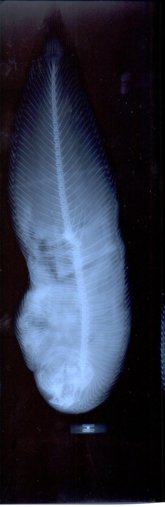 Synaptura marginata