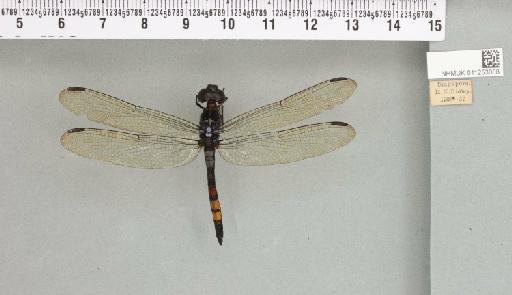 Agrionoptera sexlineata Selys, 1879 - 011253008_93068_1252883_2