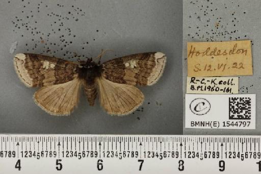 Tethea or or ab. permarginata Hasebroek, 1914 - BMNHE_1544797_236172