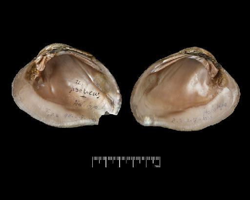 Unio psoricus subterclass Palaeoheterodonta Morelet, 1851 - 1893.2.4.2033, LECTOTYPE, Unio psoricus Morelet, 1851