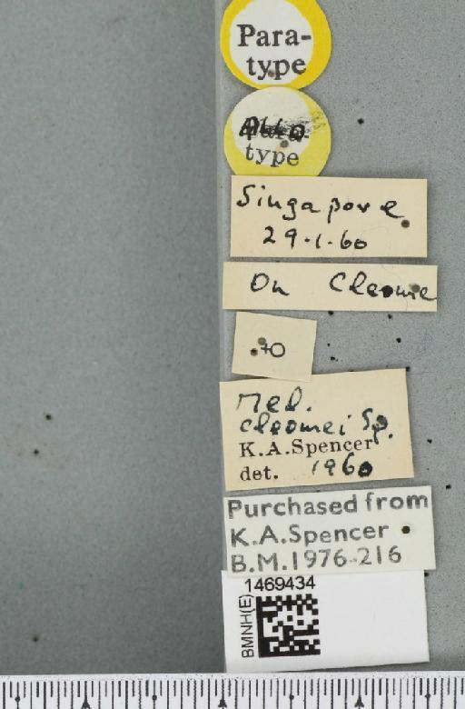 Melanagromyza cleomae Spencer, 1961 - BMNHE_1469434_label_45136