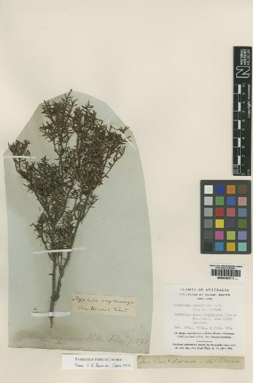 Cyathodes parvifolia R.Br. - BM000802313