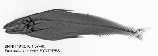 Pimelodus eutaenia (Regan, 1913) - BMNH 1913.10.1.37-40, Pimelodus eutaenia, SYNTYPES, radiograph