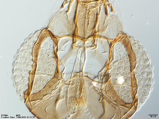 Lutzomyia (Micropygomyia) cayennensis maciasi Fairchild & Hertig, 1948 - Lutzomyia_c_maciasi-BMNH(E)1722035_PT-female_pharynx-20x.tif