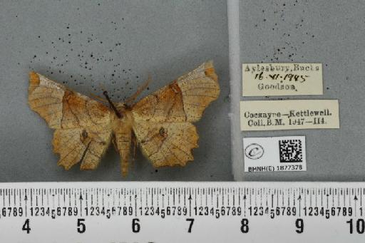 Selenia lunularia (Hübner, 1788) - BMNHE_1877378_448312