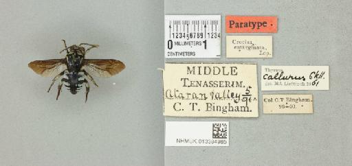 Thyreus callurus (Cockerell, 1919) - 013384985_839909_1678249